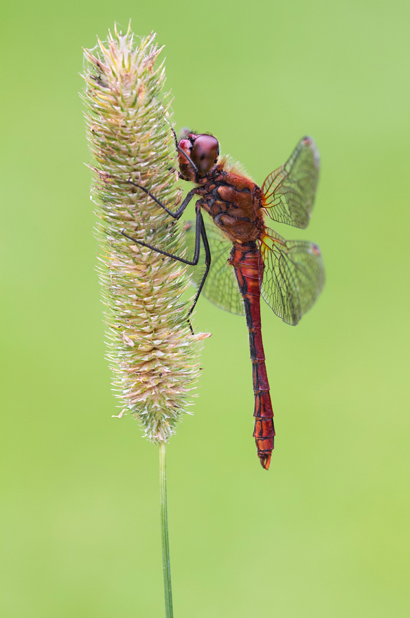 Ruddy Darter, male